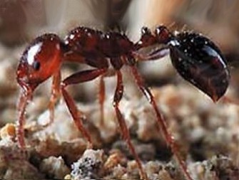 AgBusIFA AgBusIFA