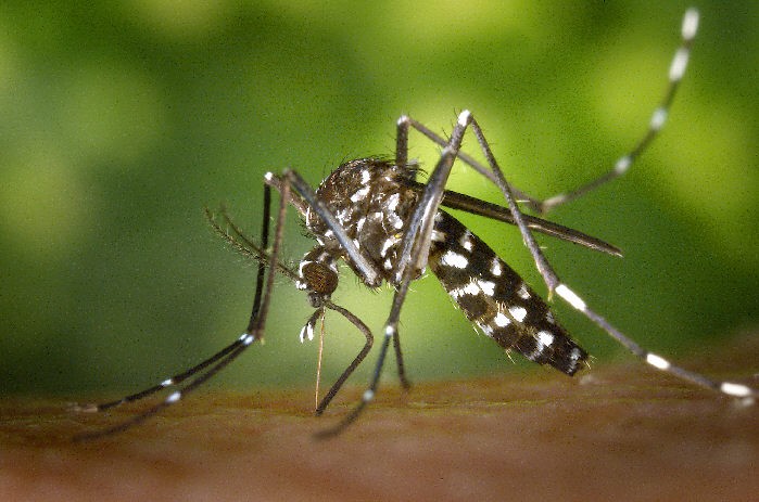 Aedes albopictus Aedes albopictus