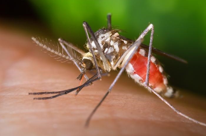 Eastern treehole mosquito